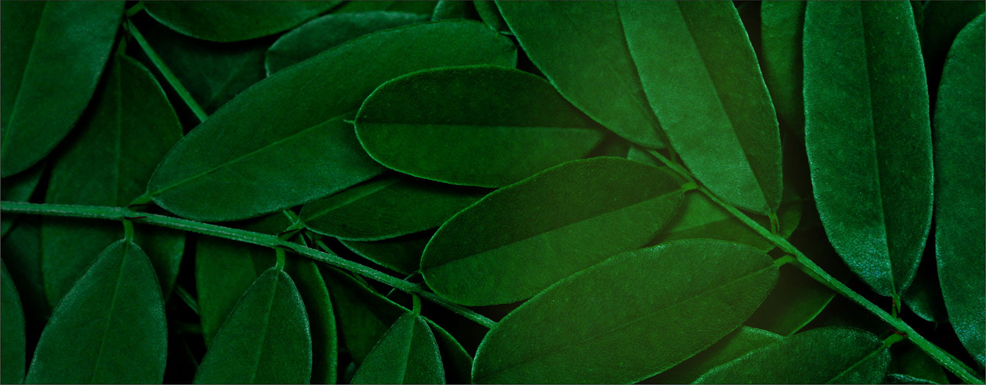 image-slide